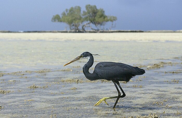 Reiher am Roten Meer