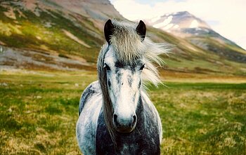 Islandpony