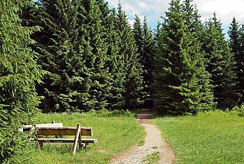 Wald in Niedersachsen