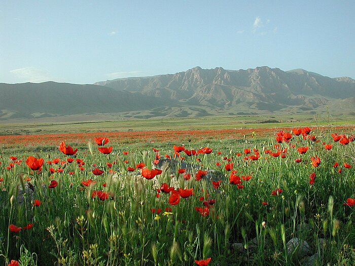 Mohnblumen vor dem Ararat