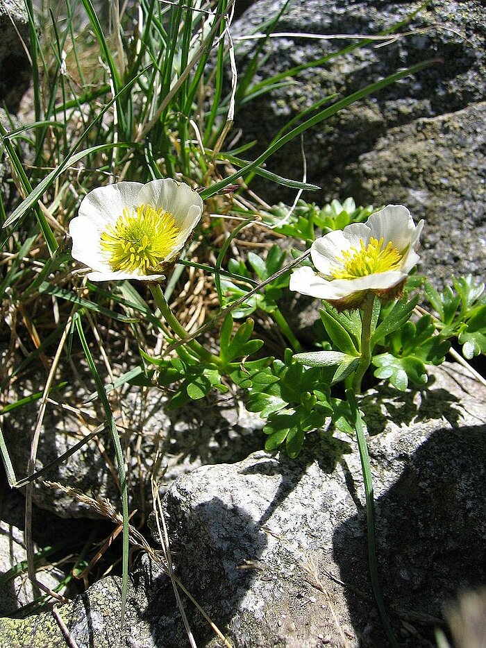 Gletscher-Hahnenfuß (Ranunculus glacialis) in der Steiermark