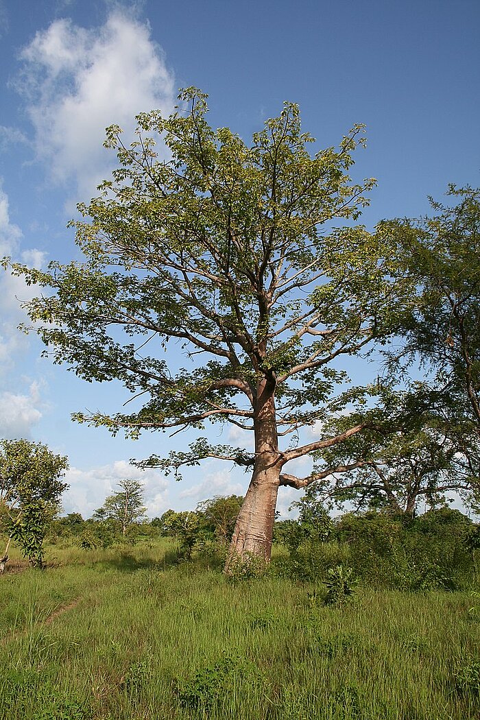 Kapokbaum in Benin