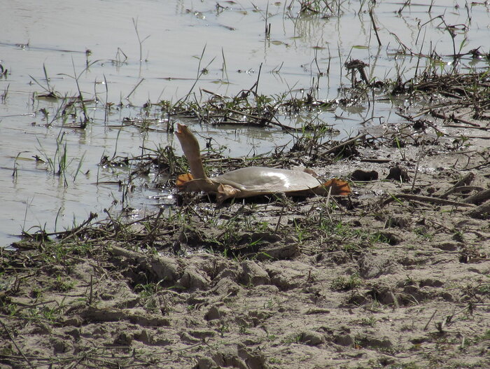 Weichschildkröte in Benin