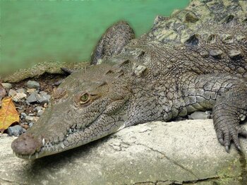 Krokodil in der Dominikanischen Republik