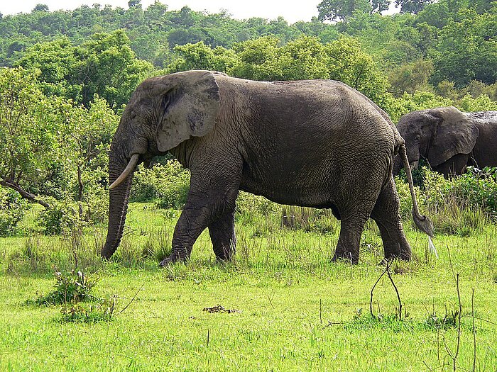 Elefanten im Mole-Nationalpark