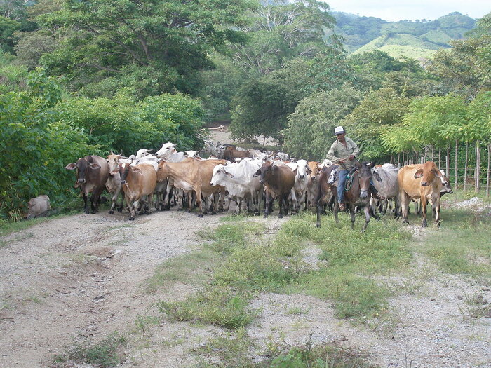 Viehhaltung in Panama