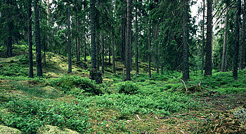 Nadelwald bei Ånnaboda, Schweden