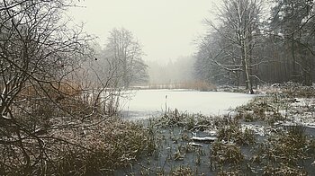 Berlin Spandauer Forst