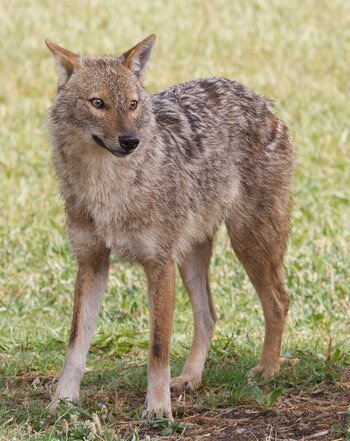 Neue Tiere in Österreich: Goldschakal
