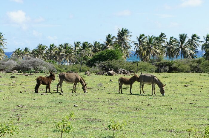 Esel und Palmen auf St. Kitts