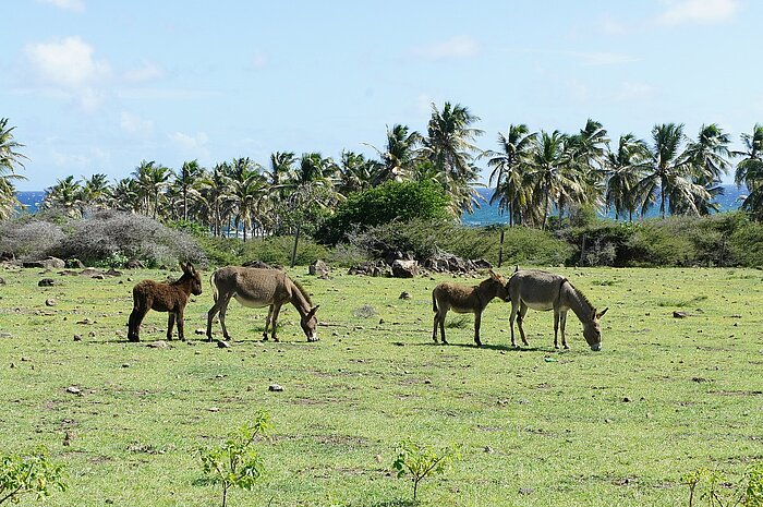 Esel und Palmen auf St. Kitts