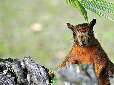 Trinidad und Tobago Natur