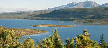 Waldtundra am Jack London Lake