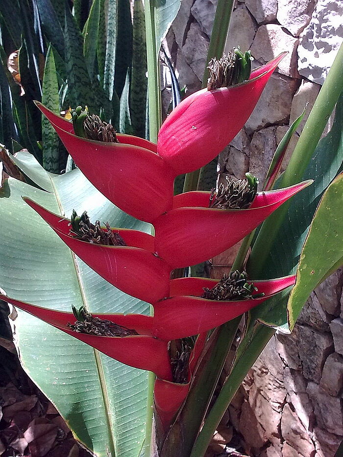 Helikonie Heliconia bihai