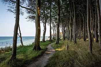 Küstenwald auf Rügen