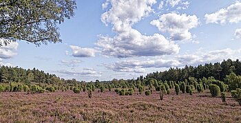 Geest in der Lüneburger Heide