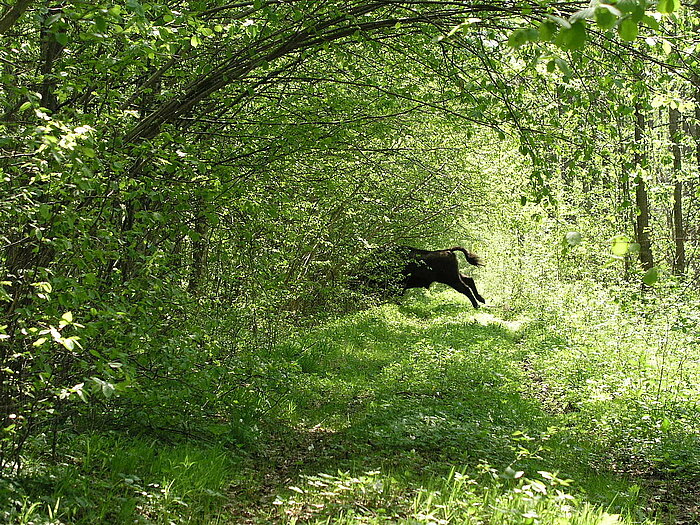 Wisent im Bialowieza-Nationalpark