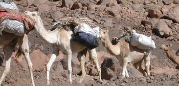 Geschichte von Mali: Dromedare als Lasttiere