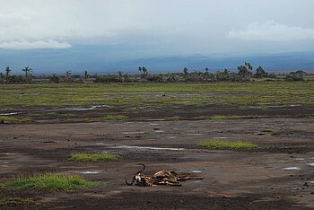 Folgen des Klimawandels in Kenia