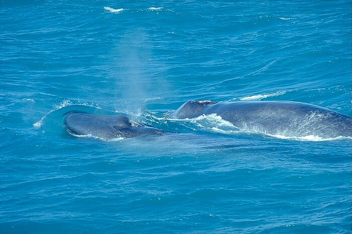 Blauwal mit Kalb vor Islands Küste