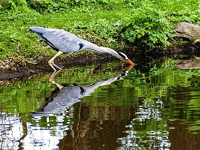 Tiere und Pflanzen in Mecklenburg-Vorpommern