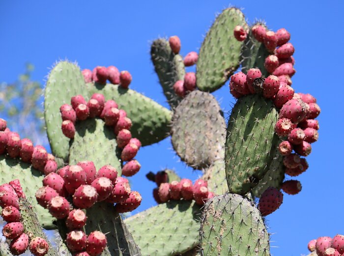 Nopal-Kaktus