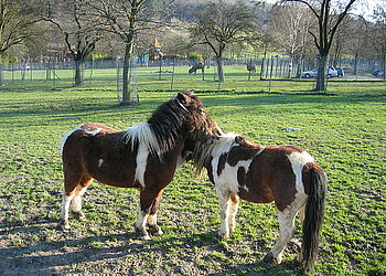 Tiere im Opel-Zoo in Wiesbaden