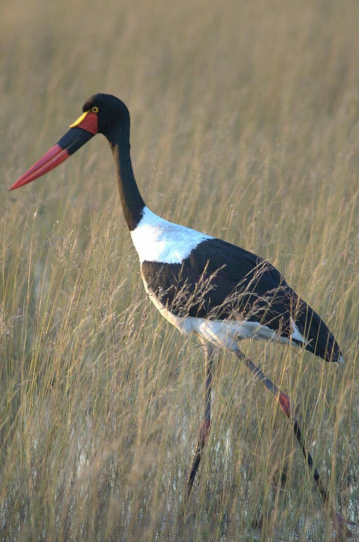 Sattelstorch in Nigeria