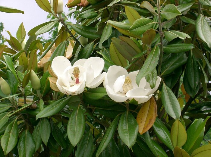 Immergrüne Magnolie
