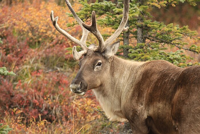 Karibu in Alaska