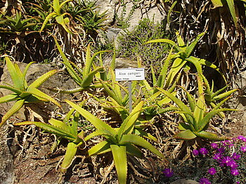 Aloe-Pflanze, Eritrea