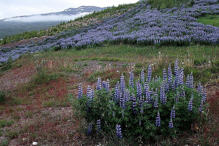 Alaska-Lupinen in Island