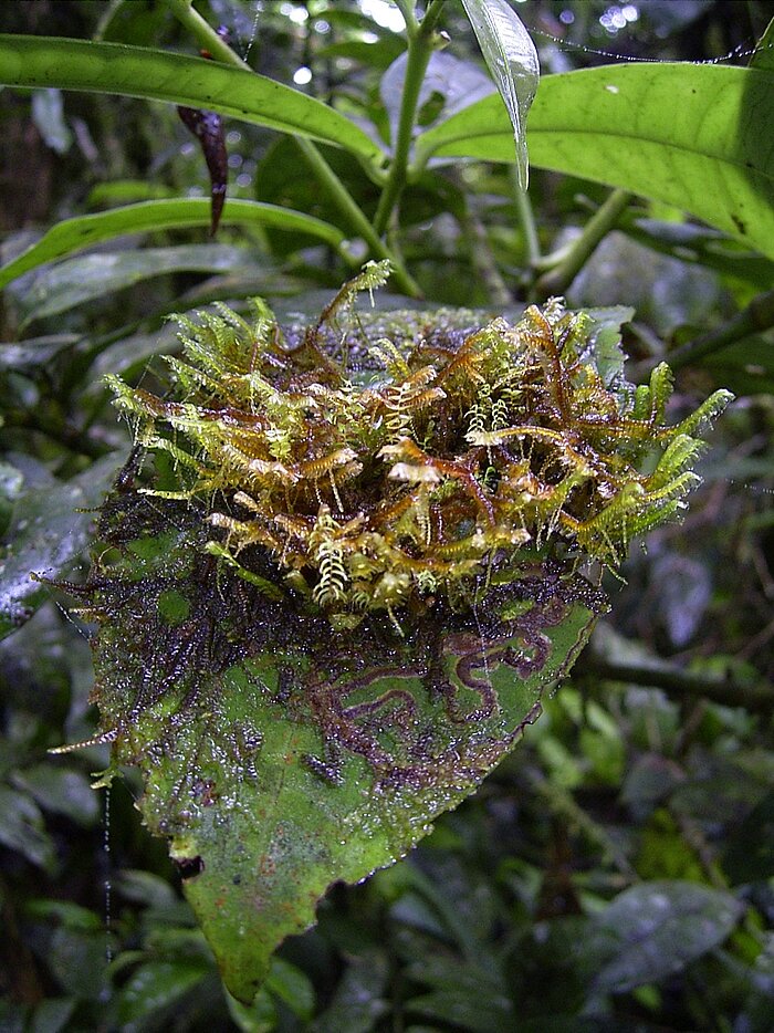 Epiphylle, Moose auf Blatt, Nationalpark Altos de Campana in Panama