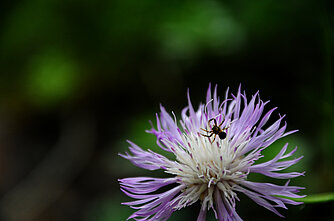 Blume in der Türkei