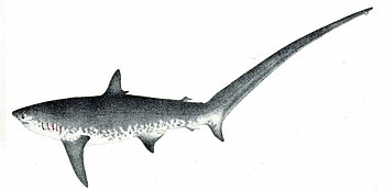 Zeichnung eines Fuchshais
