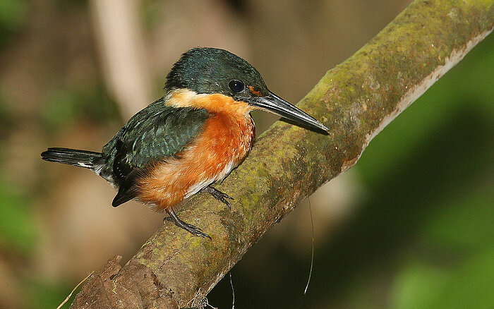 Zwergeisvogel in Panama