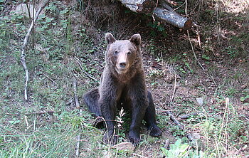 Braunbär in den Karpaten