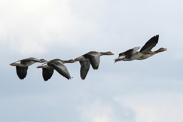 Graugänse im Flug über die Müritz