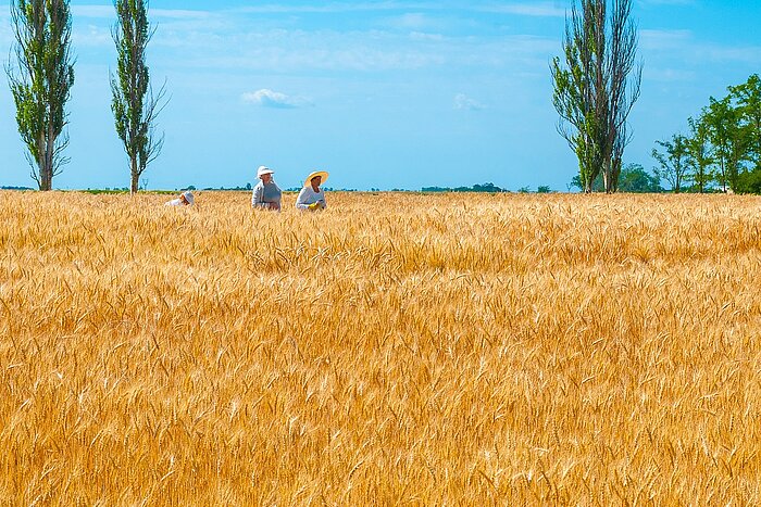 Feld in der Ukraine