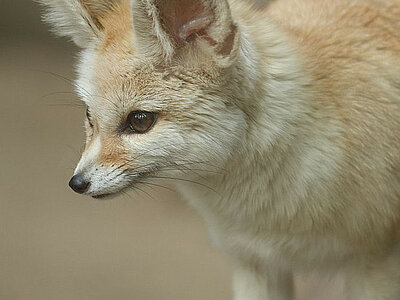 Mauretanien Tiere