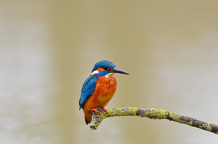 Eisvogel in Polen