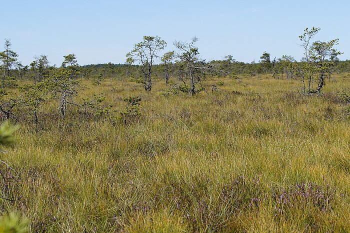 Moor in Schweden