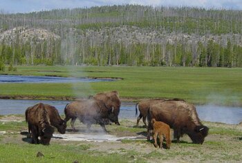 Bisons im Yellowstone-Nationalpark