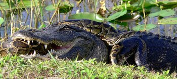 Alligator und Tigerpython im Kampf