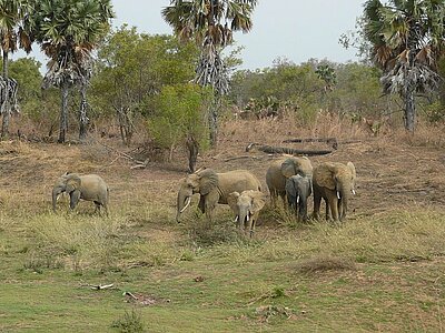 Benin Tiere