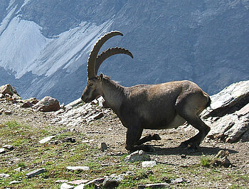 Österreichischer Alpensteinbock