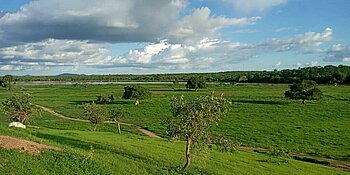 Grüne Landschaft im Südosten des Tschad