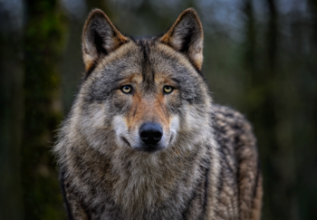 Wolf in der Schweiz