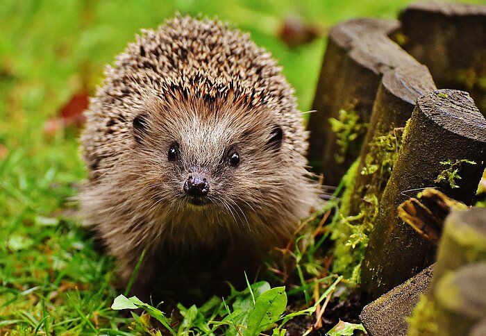 Igel in Deutschland