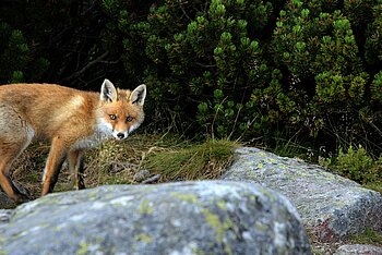 Fuchs in der Slowakei